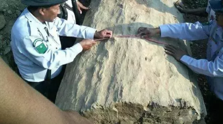 Công trường dừng thi công khẩn cấp vì phát hiện cây gỗ dài 30,5m, “cứng như đá”: Chuyên gia khẳng định