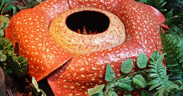 Loài hoa nhìn thì đẹp nhưng ẩn chứa sự thật hãi hùng rafflesia arnoldii meat flower 17415987254202049503716 1741624429575 17416244311351773619442 22 0 405 612 crop 17416244639291618138590jpg