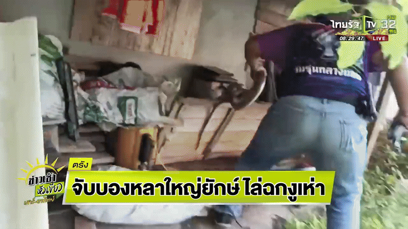 Rắn hổ mang chúa mò vào nhà, hung dữ tấn công chuyên gia nhưng đám đông tụ tập đứng xem vì lý do khác- Ảnh 1.