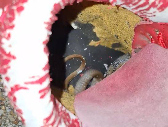 Nhìn vào trong giày, người phụ nữ sốc nặng khi thấy thứ đáng sợ- Ảnh 1. Nhìn vào trong giày, người phụ nữ sốc nặng khi thấy thứ đáng sợ- Ảnh 1.