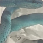 Vận chuyển lậu rắn độc trên máy bay từ Thái Lan về Ấn Độ ran 1748832939545950720820 04001501142009832772658 1748855827331 1748855827504105618541 0 20 360 596 crop 1748855844188601690248png