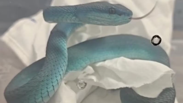 Vận chuyển lậu rắn độc trên máy bay từ Thái Lan về Ấn Độ- Ảnh 1.