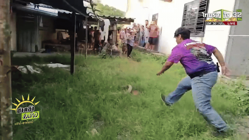 Rắn hổ mang chúa mò vào nhà, hung dữ tấn công chuyên gia nhưng đám đông tụ tập đứng xem vì lý do khác- Ảnh 2.