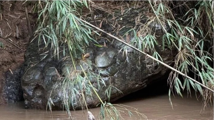 Dòng sông yên ả bỗng dậy sóng vì 'rắn khổng lồ', người dân bàn tán khiến phóng viên đến tận nơi xác minh- Ảnh 2.