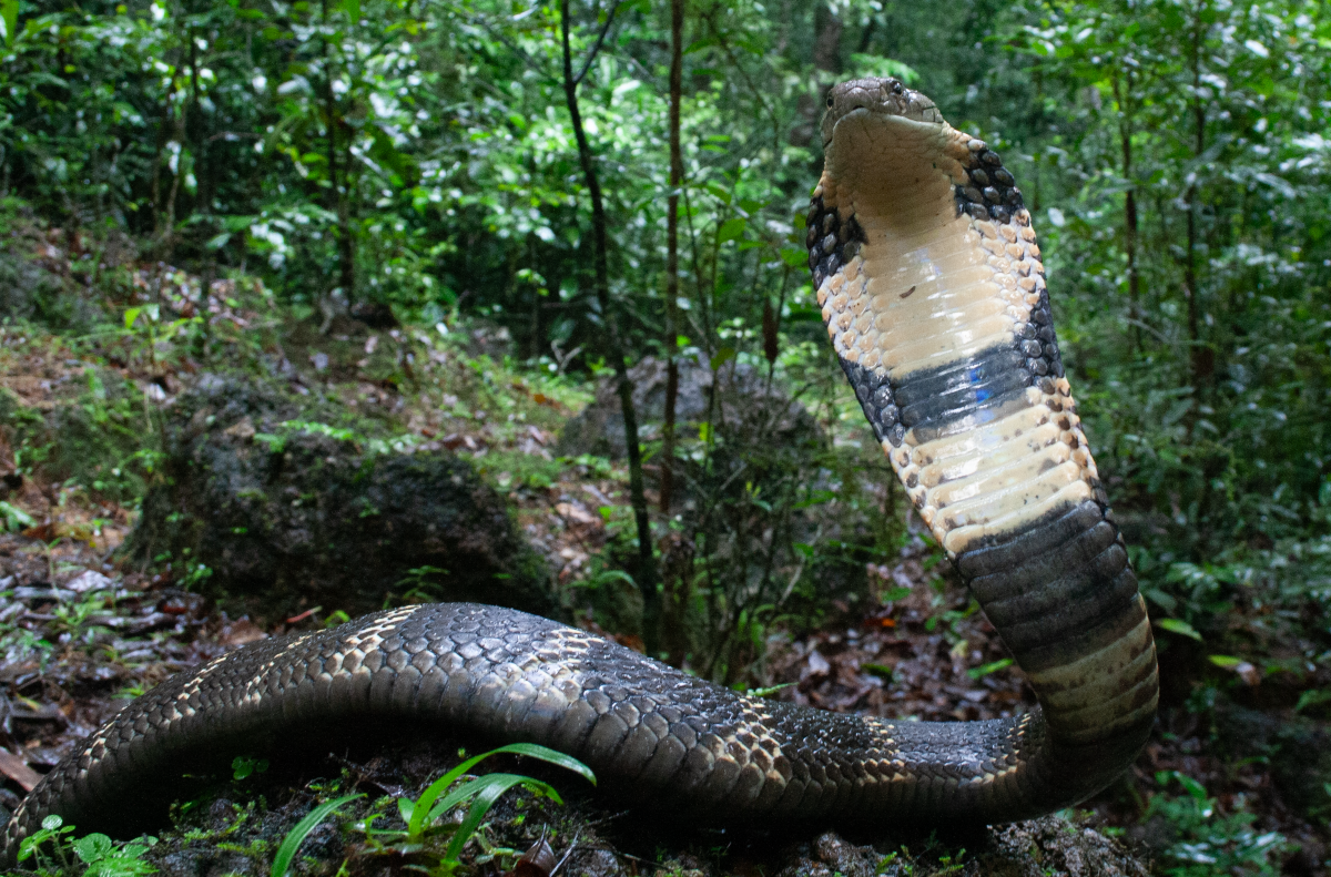 Loài rắn độc dài nhất thế giới, Việt Nam cũng có: Một cú tấn công đủ giết 20 người- Ảnh 6.