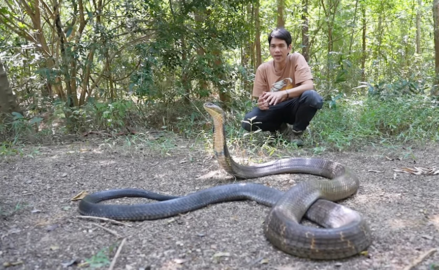 Loài rắn độc dài nhất thế giới, Việt Nam cũng có: Một cú tấn công đủ giết 20 người- Ảnh 2.