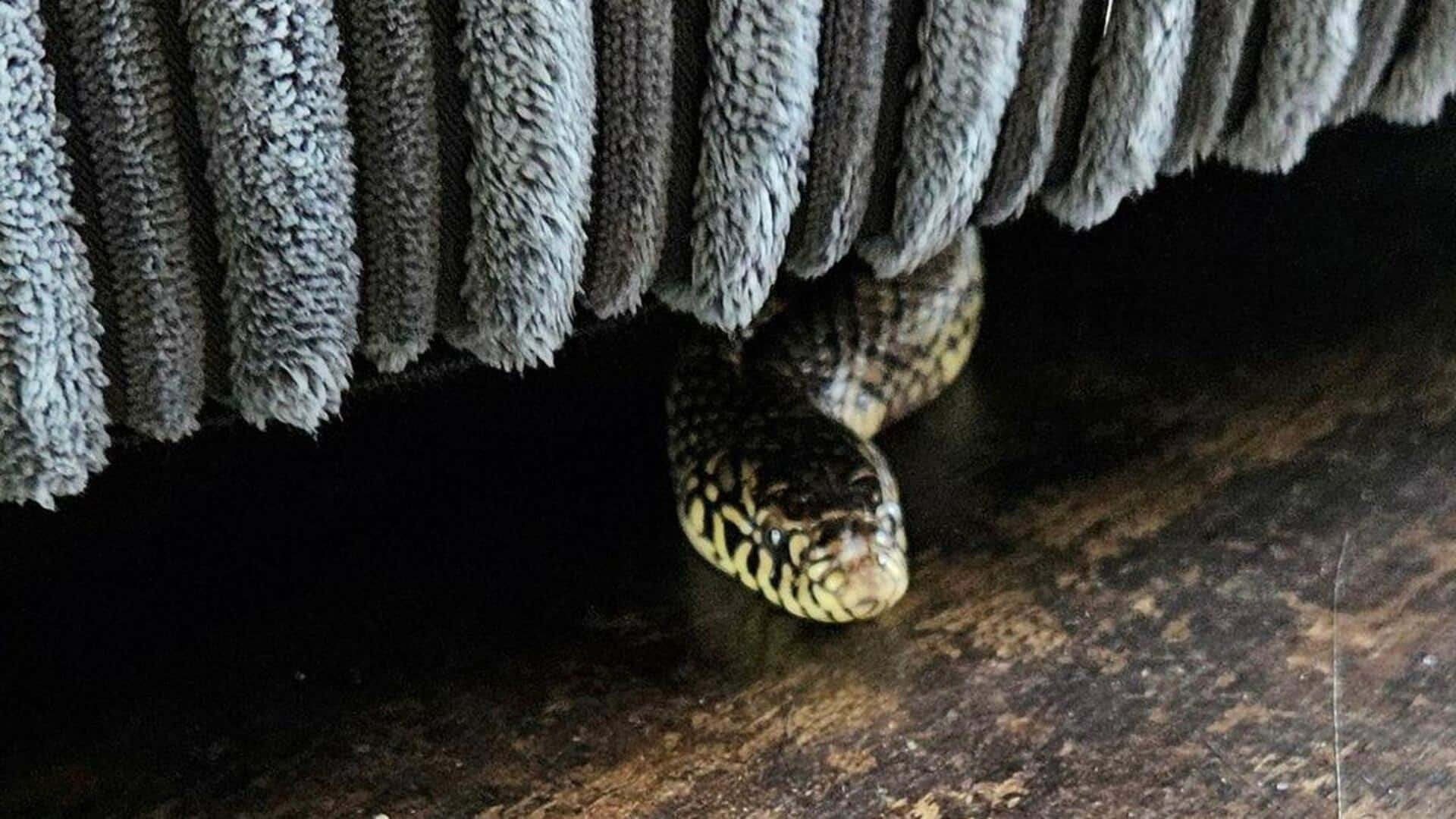 Người phụ nữ bị gia đình chồng nhốt vào phòng, thả rắn cắn- Ảnh 1.