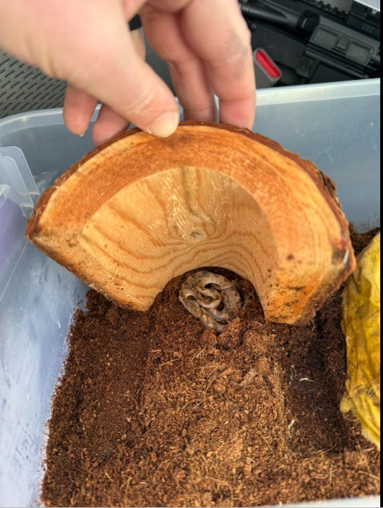 Siêu thị tá hỏa vì sinh vật có độc trong những nải chuối chín, chuyên gia: