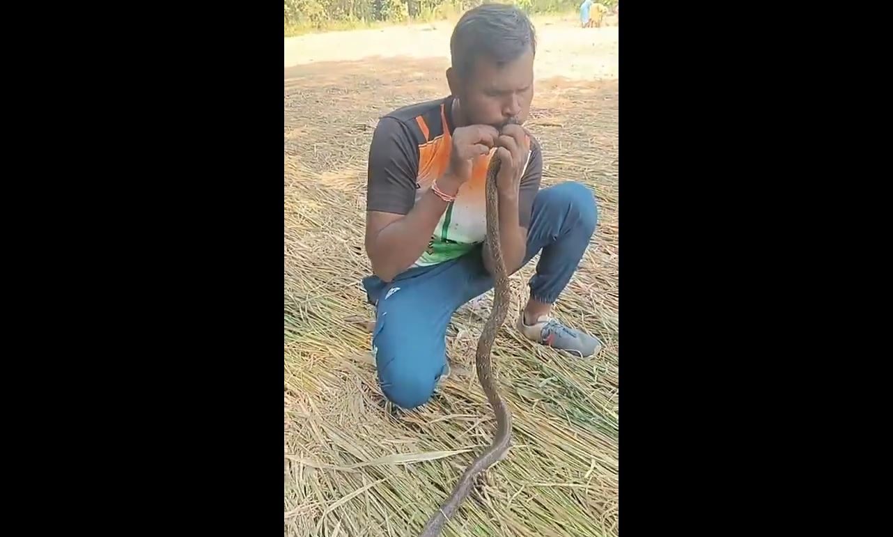 Người đàn ông hô hấp nhân tạo, cứu sống con rắn bị điện giật- Ảnh 1. Người đàn ông hô hấp nhân tạo, cứu sống con rắn bị điện giật- Ảnh 1.