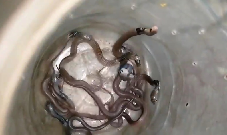 Cả gia đình sốc nặng khi phát hiện 11 con rắn hổ mang trong nhà- Ảnh 1. Cả gia đình sốc nặng khi phát hiện 11 con rắn hổ mang trong nhà- Ảnh 1.