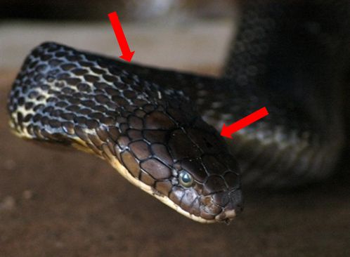 Đang đánh golf, người đàn ông bỗng hét lớn, nhân viên chạy ra chứng kiến cảnh tượng