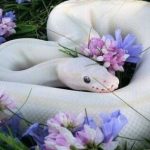 Những sự thật bất ngờ về loài rắn ran3 1738055827642 17380558279762003296671 139 0 577 700 crop 17380559220231495216556jpg