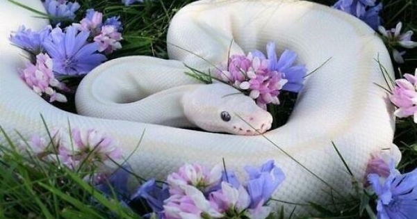 Những sự thật bất ngờ về loài rắn 28 Những sự thật bất ngờ về loài rắn ran3 1738055827642 17380558279762003296671 139 0 577 700 crop 17380559220231495216556jpg