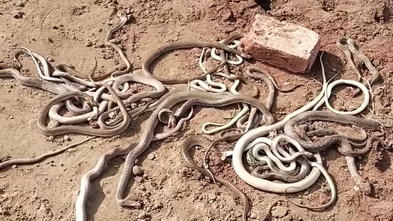 Bắt được 29 con rắn bò ra từ ngôi nhà đang xây- Ảnh 1.