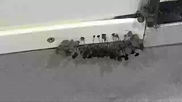 Vào phòng tắm, nam sinh viên hốt hoảng phát hiện vật đen tua tủa, chuyên gia chỉ ra điểm đáng lo ngại- Ảnh 2.