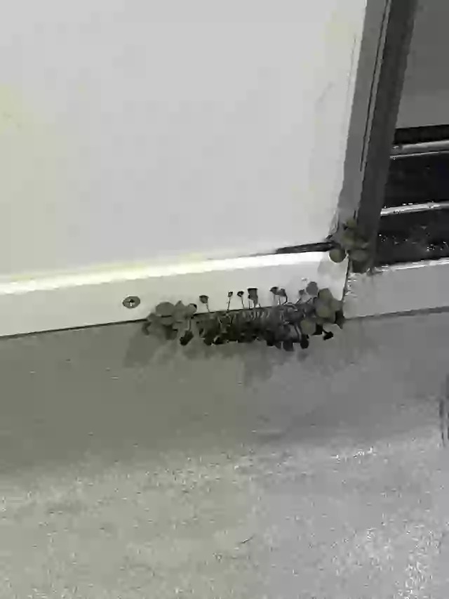 Vào phòng tắm, nam sinh viên hốt hoảng phát hiện vật đen tua tủa, chuyên gia chỉ ra điểm đáng lo ngại- Ảnh 1.