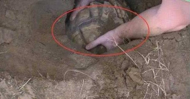 Thấy chó sủa dữ dội về phía cái hố ở sân sau, người đàn ông liều mình đào bới và nhận cái kết không ngờ- Ảnh 1. Thấy chó sủa dữ dội về phía cái hố ở sân sau, người đàn ông liều mình đào bới và nhận cái kết không ngờ- Ảnh 1.