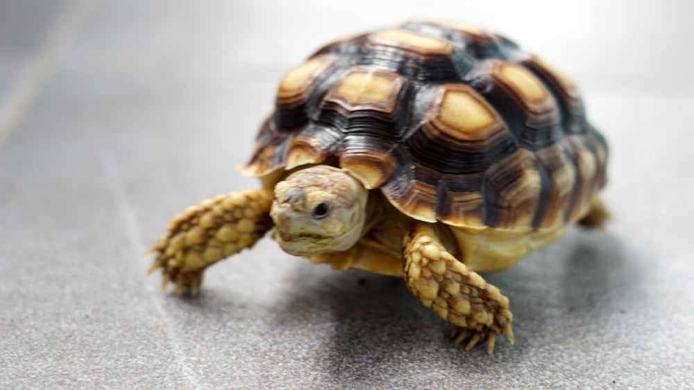 Rùa rơi trúng đầu khiến đứa trẻ tử vong, chủ vật nuôi phải bồi thường 4,6 tỷ đồng- Ảnh 1. Rùa rơi trúng đầu khiến đứa trẻ tử vong, chủ vật nuôi phải bồi thường 4,6 tỷ đồng- Ảnh 1.