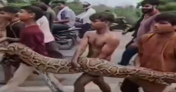 Rùng mình cảnh nhóm trẻ chơi đùa với con trăn dài 4,5m rung minh canh nhom tre choi dua voi con tran dai 4 5 m 17519435716821453442440 0 0 552 883 crop 17519435933571237433858 1752548667743960898918jpg