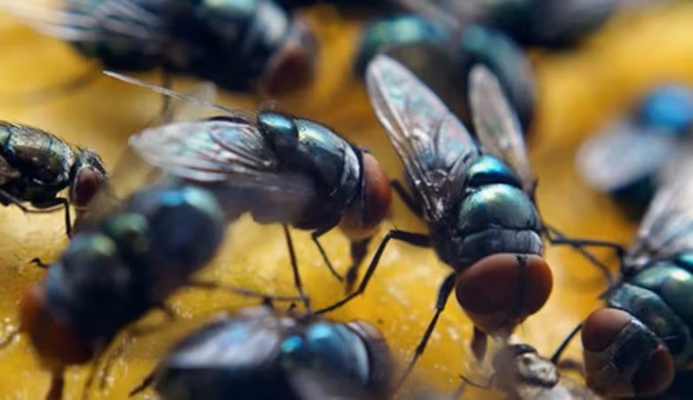 Mỹ tăng cường thả ruồi từ mức 20 triệu lên 100 triệu con xuống Panama mỗi tuần: Lý do thực sự là gì?- Ảnh 4.