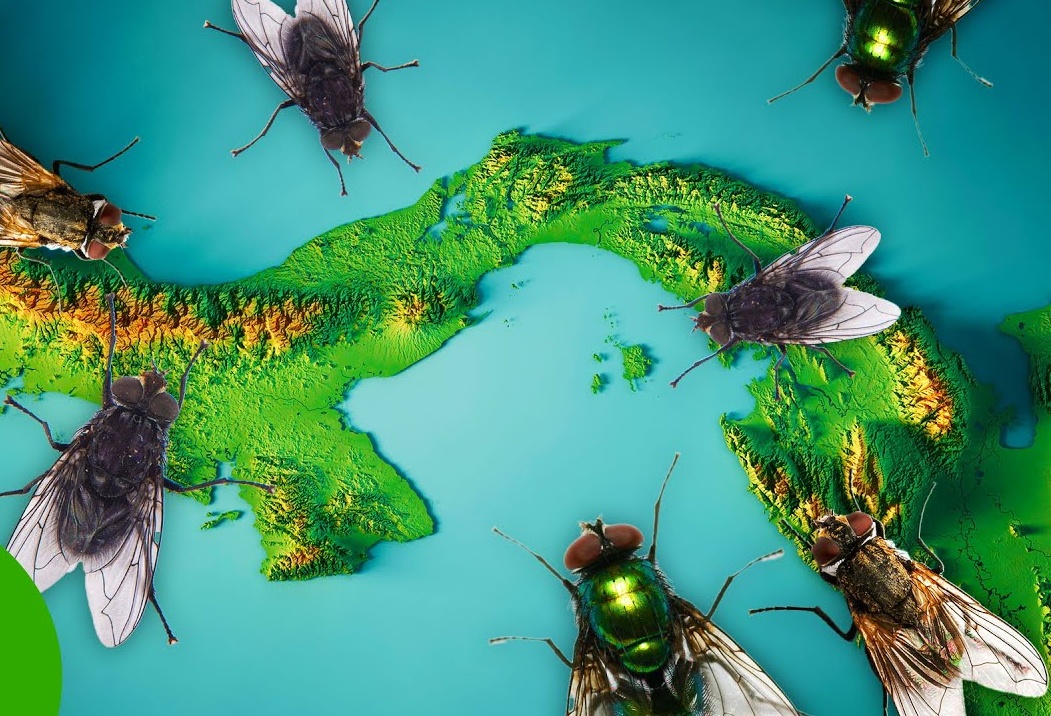 Mỹ tăng cường thả ruồi từ mức 20 triệu lên 100 triệu con xuống Panama mỗi tuần: Lý do thực sự là gì?- Ảnh 3.