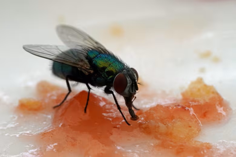 Mỹ tăng cường thả ruồi từ mức 20 triệu lên 100 triệu con xuống Panama mỗi tuần: Lý do thực sự là gì?- Ảnh 2.