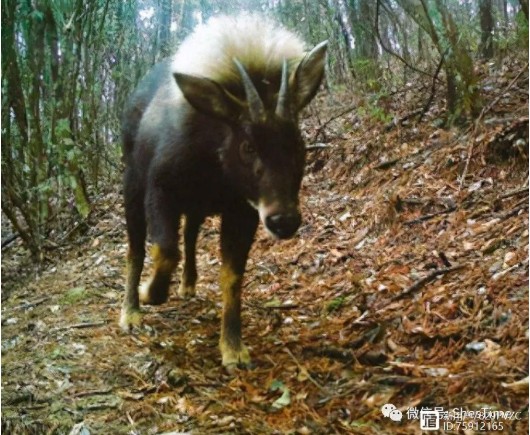Lần theo dấu vết trong chuồng lợn, chuyên gia giật mình tự nhủ