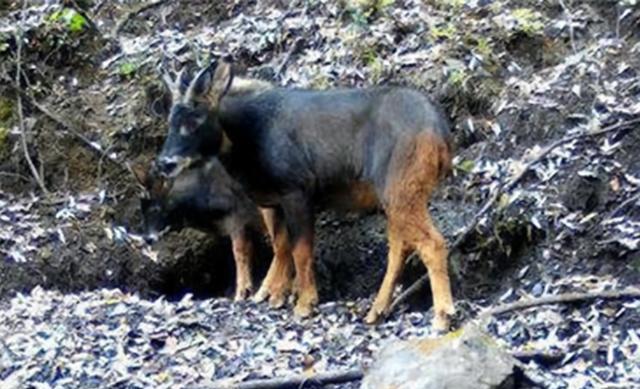 Lần theo dấu vết trong chuồng lợn, chuyên gia giật mình tự nhủ