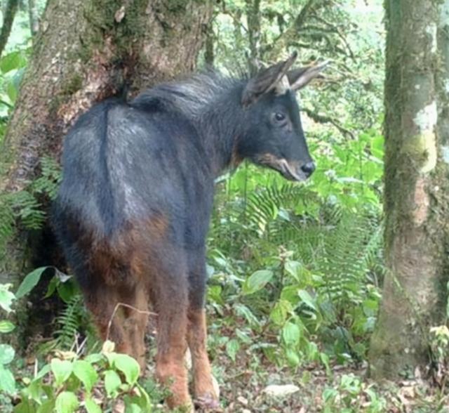 Lần theo dấu vết trong chuồng lợn, chuyên gia giật mình tự nhủ