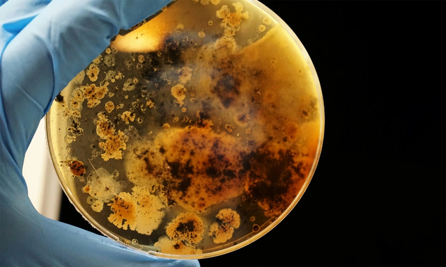 "Báu vật khác thường" tại mỏ đất hiếm lớn nhất thế giới: Có thể thay đổi tương lai nhân loại saarvienin a 1747626287881258566225 1747712997658 1747712997906866191108