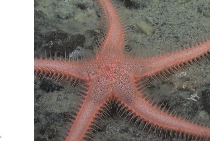 Phát hiện ‘quả bóng tử thần’ dưới đáy biển sâu- Ảnh 2.