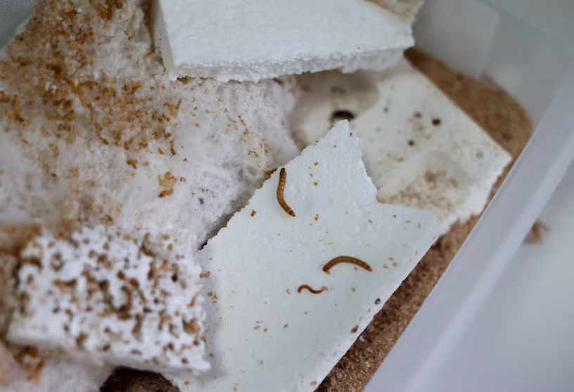 Video huấn luyện sâu ăn nhựa: Túi nilon mất 500 năm để tiêu hủy được 2.000 con sâu ăn hết trong 1 ngày, kỳ vọng giảm hơn 300 nghìn tấn khí thải nhà kính- Ảnh 3.