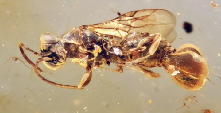 Sinh vật kỳ bí tồn tại trong hổ phách đến 99 triệu năm- Ảnh 1.