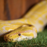 Phát hiện bất ngờ về nước tiểu của rắn screen shot 2025 10 22 at 113048 pm 1761203737433 17612037376572046524067