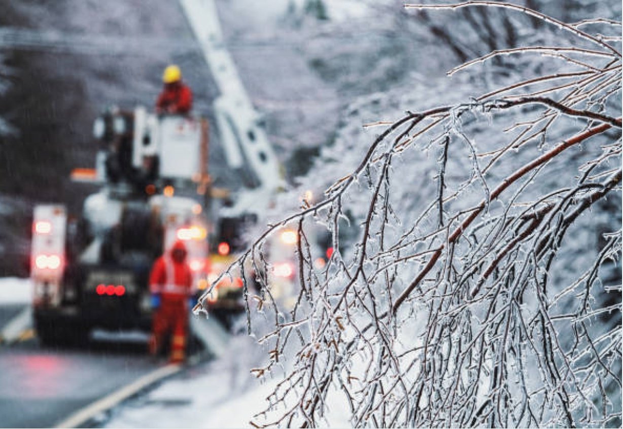 Tại sao cây bạch dương gần như không thể chết vì đóng băng?- Ảnh 3. Tại sao cây bạch dương gần như không thể chết vì đóng băng?- Ảnh 3.