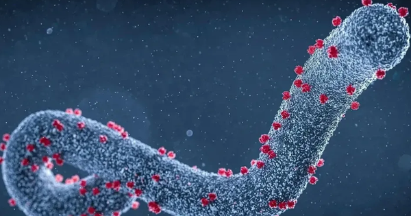 Cảnh báo nguy cơ cao virus Marburg chết người lây lan screenshot 2025 01 16 140428 17370110722981263938569 0 19 585 955 crop 1737011077188638993529png