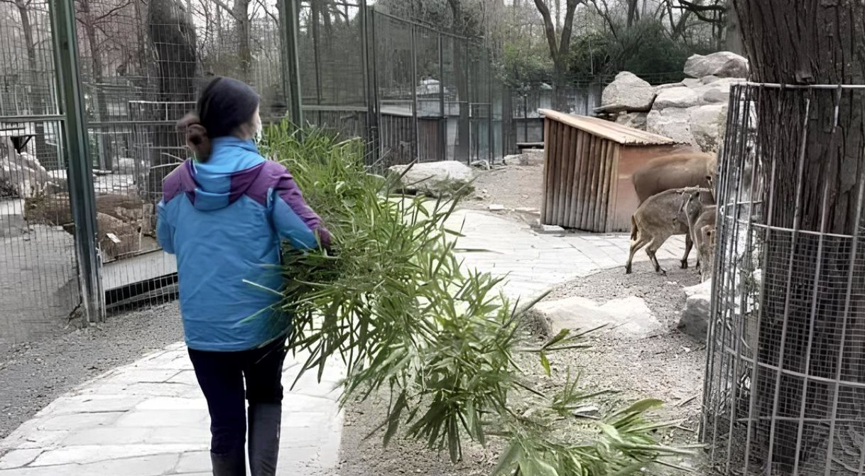 Nữ thạc sĩ Cambridge xin vào sở thú làm công việc ‘bốc mùi’, 8h sáng đến 5h chiều chỉ quanh quẩn chăm thú- Ảnh 1. Nữ thạc sĩ Cambridge xin vào sở thú làm công việc ‘bốc mùi’, 8h sáng đến 5h chiều chỉ quanh quẩn chăm thú- Ảnh 1.