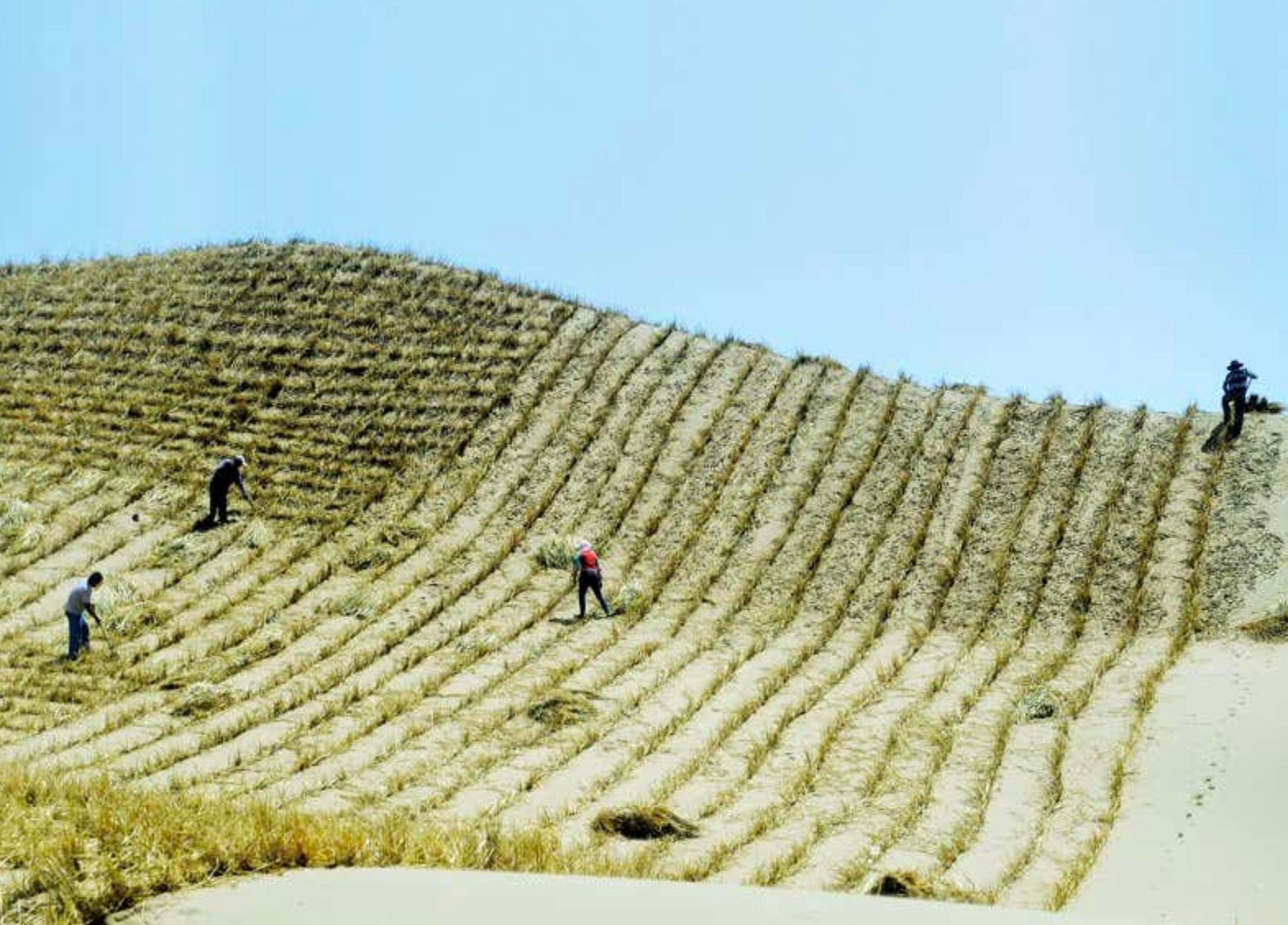 Trung Quốc ‘vỡ mộng’ với dự án ‘Vạn Lý Trường Thành xanh’: Tiêu tốn 8 tỷ USD, bất ngờ phát hiện ‘bảo bối’ chế ngự thiên nhiên lại gây dị ứng nghiêm trọng cho cả khu vực- Ảnh 1.