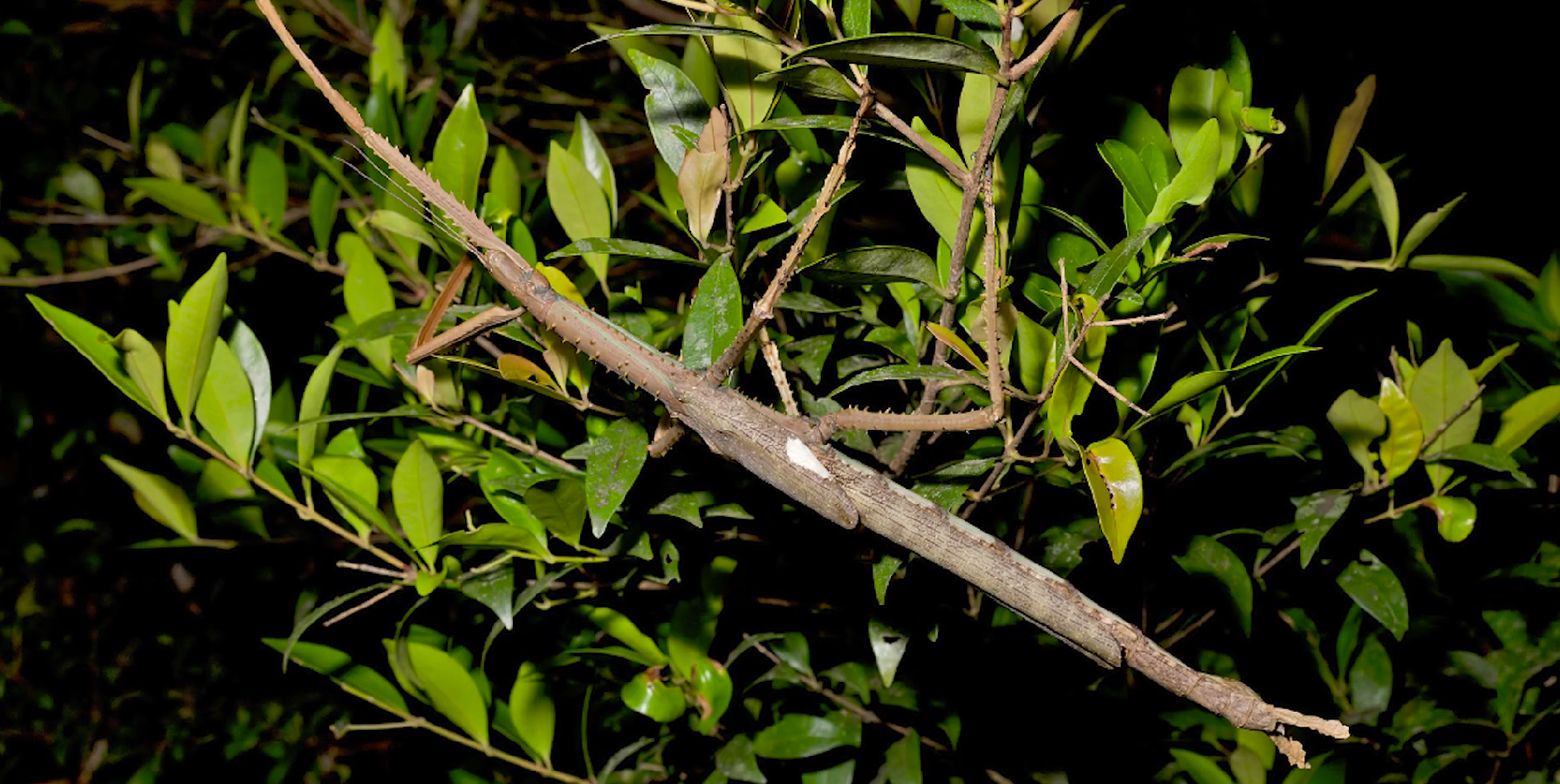 Phát hiện loài côn trùng khổng lồ mới nặng nhất từ trước tới nay- Ảnh 2.