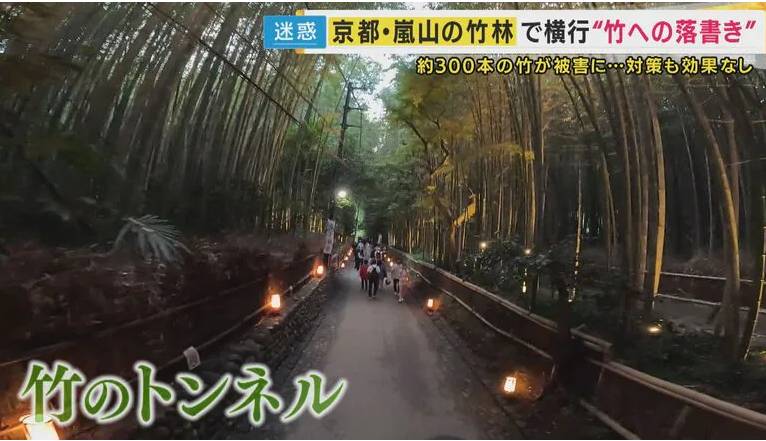 Rừng tre nổi tiếng Nhật Bản bị khắc chữ, trái tim chi chít- Ảnh 6.