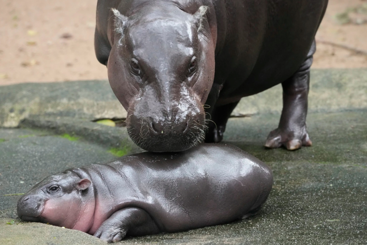 Ngôi nhà tự nhiên của