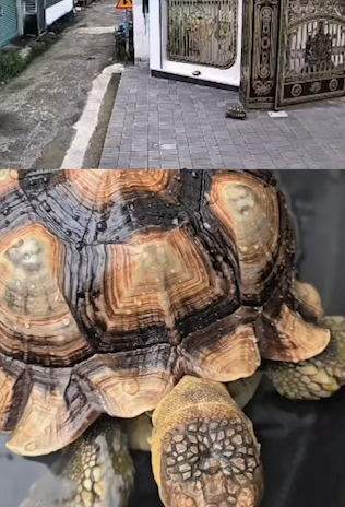 Lê Dương Bảo Lâm suy sụp tinh thần- Ảnh 1.