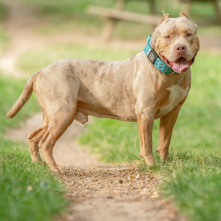 Người mẹ tàn độc trói tay con trai 6 tuổi để mặc chó pitbull cắn xé lĩnh án tù- Ảnh 1.