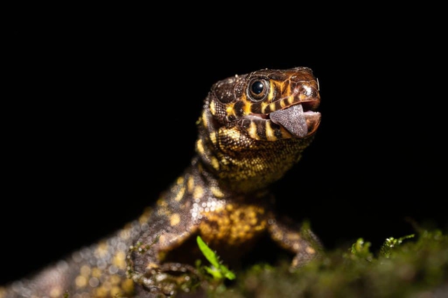 Bí ẩn về loài thằn lằn cổ đại có thể sống sót sau thảm họa diệt vong khủng long!- Ảnh 2.