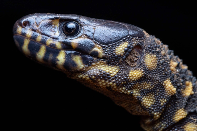 Bí ẩn về loài thằn lằn cổ đại có thể sống sót sau thảm họa diệt vong khủng long!- Ảnh 1.