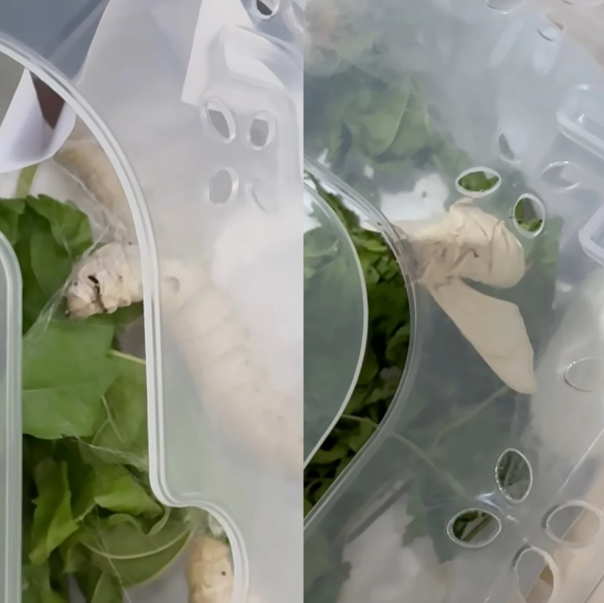 Son Ye Jin mở tài khoản Instagram phụ, chia sẻ cuộc sống thường ngày- Ảnh 1.