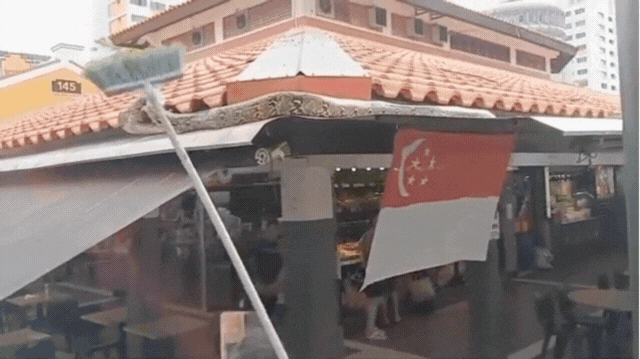 Đi uống cà phê bất ngờ gặp trăn khủng, cả quán đồng loạt hợp sức để vây bắt