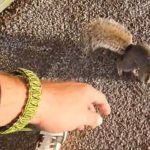 Nam Streamer Phải Tiêm Phòng Bệnh Dại Sau Khi Chơi Đùa Với Một Chú Sóc "Thân Thiện" streamer 5 hzyajpg