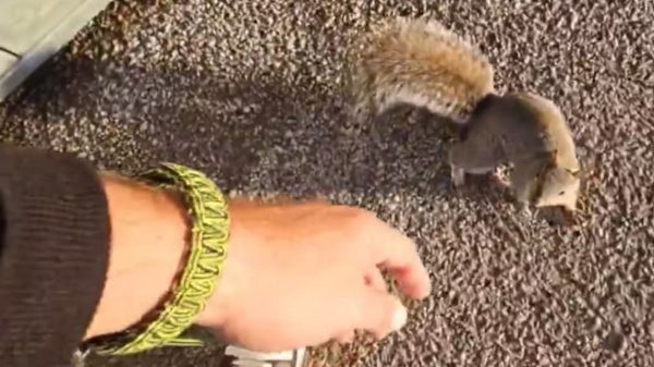 Nam Streamer Phải Tiêm Phòng Bệnh Dại Sau Khi Chơi Đùa Với Một Chú Sóc "Thân Thiện" 28 Nam Streamer Phải Tiêm Phòng Bệnh Dại Sau Khi Chơi Đùa Với Một Chú Sóc "Thân Thiện" streamer 5 hzyajpg