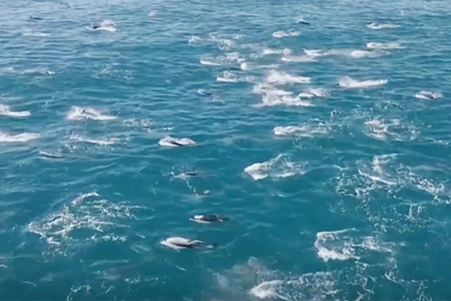 Video ghi lại cảnh tượng gây sốc giữa đại dương: Ban đầu cứ ngỡ chỉ là sóng, nhưng đến khi lại gần mọi thứ hoàn toàn thay đổi- Ảnh 1.